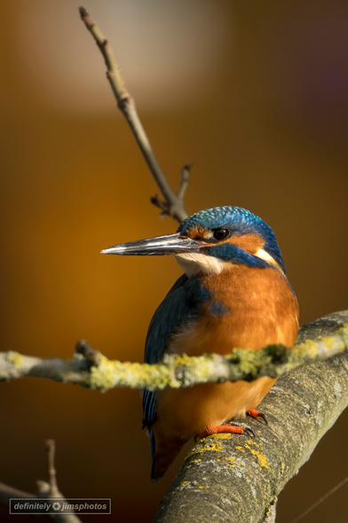 A male kingfisher dazzles with electric blue plumage, a rich orange chest, and a dagger-like bill poised for precision dives.