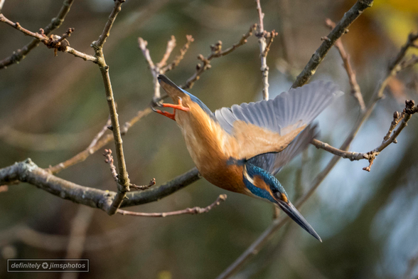 A male kingfisher dazzles with electric blue plumage, a rich orange chest, and a dagger-like bill poised for precision dives.