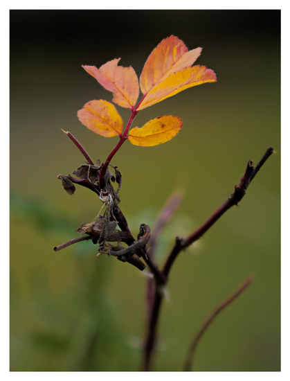En stående bild på en kvist med några löv i orange och rött. Bakgrunden grön med några gröna kvistar ur fokus.