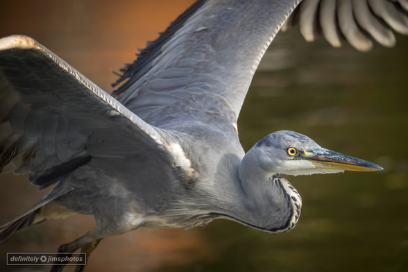 A Grey Heron in flight