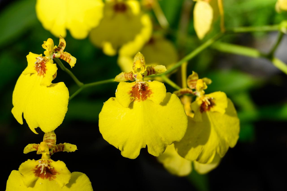 黄色で小ぶりなオンシデサ スイートシュガー 'ミリオンダラー'の花が集まって咲いている。/ 2025.11.03 京都府立植物園・観覧温室: ラン・アナナス室内から