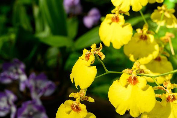 右側でオンシデサ スイートシュガー 'ミリオンダラー'の鮮やかな黄色の小さな花が集まって咲いている。奥にはぼんやりと紫のジゴニシア ムラサキコマチの花も見えている。/ 2025.11.03 京都府立植物園・観覧温室: ラン・アナナス室内から