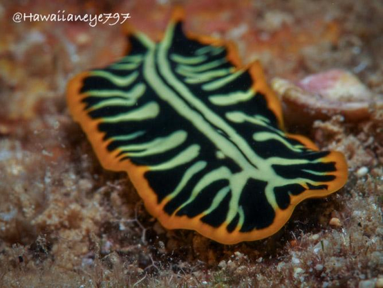 A black flat worm crawling over an ocean reef. The worm is the length of a finger joint, and is marked with bold yellow-green and trimmed with an orange border. 
