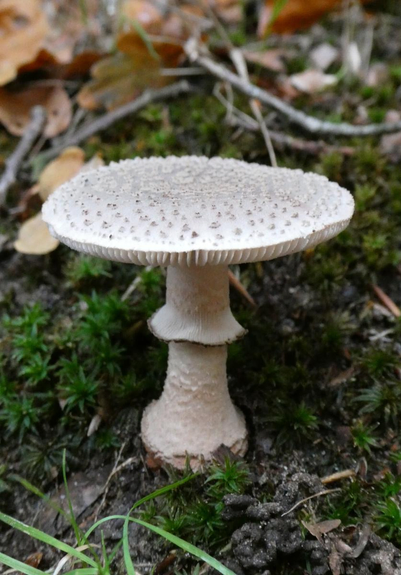 Macro shot of a white flat-topped mushroom with a thick stem which has a collar half way up