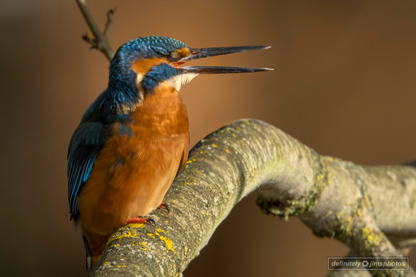A male kingfisher dazzles with electric blue plumage, a rich orange chest, and a dagger-like bill poised for precision dives.