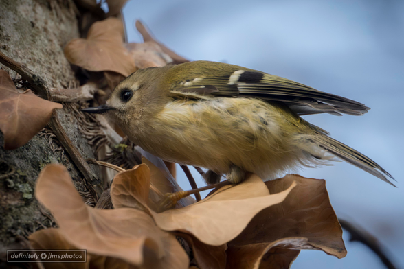 The UK's smallest bird the Goldcrest finding insects among the leaves