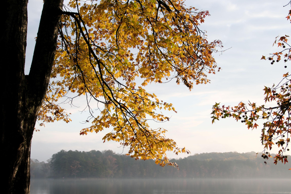 Yellow leaves on branches on a tree lit by the morning sun. A lake at the bottom and woods on the other shore. 