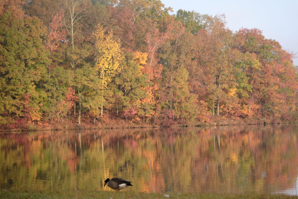 Multiple colors of leaves in the woods at the shore of a lake in the morning sun. A goose is at the bottom on the ground.