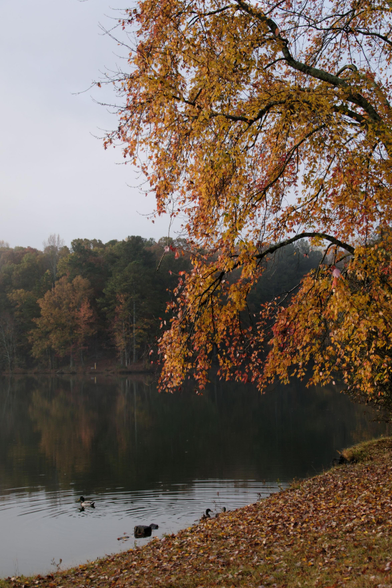 Yellow/orange leaves over a lake. Woods with some colors visible on the other shore in the background.