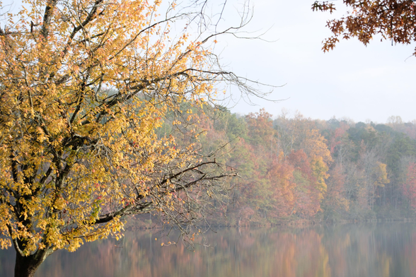 A tree with yellow leaves on the left at a lake with colorful leaves in the woods on the other shore.