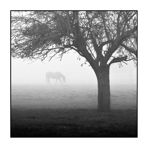 Square black-and-white photograph. In the foreground stands a leafless tree, its trunk slightly right of center and its branches spreading across the upper part of the frame. Behind the tree, partially obscured by dense fog, a horse grazes in a field. The ground is grassy and uneven, with faint fencing visible in the distance through the mist. The fog softens all background details, leaving only subtle outlines of the landscape.