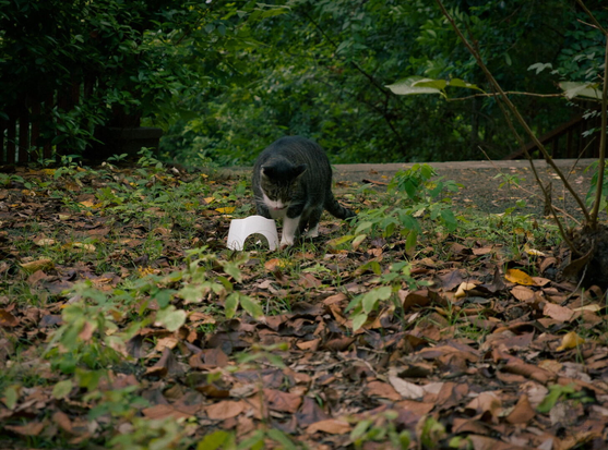 The image features a short-haired cat with a mix of black and white fur standing on a ground covered with brown and yellow fallen leaves and small green plants. The cat faces a white object (likely plastic cat feeding bowl) positioned on the leafy surface. Behind the cat, dense green foliage, trees, and a paved pathway are visible. To the left, a wooden structure is partially seen, and a thin branch extends from the right side. The scene is set outdoors in a garden or park environment.