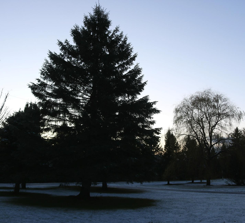 Sunrise photograph of a green lawn covered with a thin layer of white snow, with a very large spruce tree in the center, a weeping willow in the back on the right, and other smaller conifers in the background along the dirt road. The sky is blue and beginning to lighten on the horizon, with a few traces of orange.

Photographie au lever du soleil d'un terrain gazonné vert recouvert d'une mince couche de neige blanche, avec une très grande épinette au centre, un saule pleureur en arrière à droite, et d'autres conifères plus petits à l'arrière le long de la rue en terre. Le ciel est bleu et commence à s'éclaircir à l'horizon, avec quelques traces d'orange.