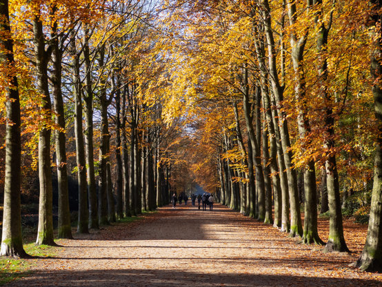 A path lined with golden autumn trees in Groeneveld, Baarn, Netherlands.