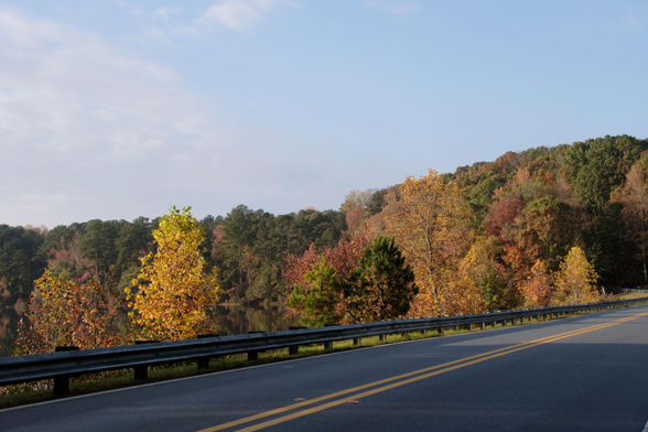 Colorful leaves in the woods lit by the morning sun on the shore of a lake, a paved road and guardrail in the front