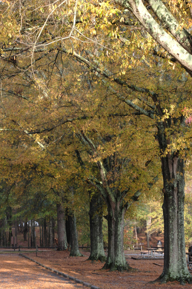 Trees aligned with the driveway in a park with yellow leaves; brown fallen leaves on the ground