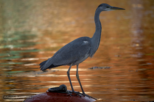 a grey heron stood on a red buoy with the colours of autumn reflecting in the canal behind it 