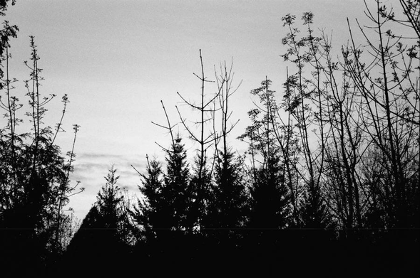 The tops of several species of trees silhouetted against a sunset