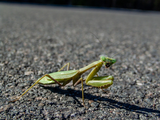 A lime green praying mantis in profile view standing on textured gray asphalt, with its characteristic triangular head, large compound eyes, and long thin antennae clearly visible. The insect's raptorial front legs are folded in its typical prayer-like position, and its body casts a shadow on the rough pavement surface.