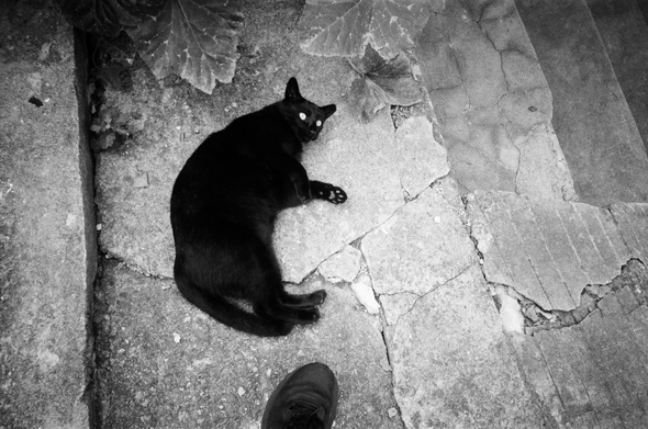 검은 길고양이 '까까'가 바닥에 드러누워 카메라를 올려다보고 있다. 까까 발치(사진 아래쪽)에는 촬영자의 발이 살짝 보인다.