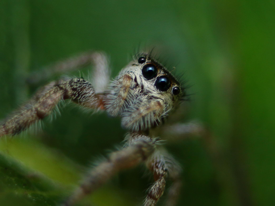 Closeup of a tiny gray jumping spider looking into the camera with big round dark eyes.

The male and female of this species can be differentiated from their size or by the coloration on their cephalothorax and abdomen. The females have a lighter cephalothorax a slightly darker abdomen with white spots.