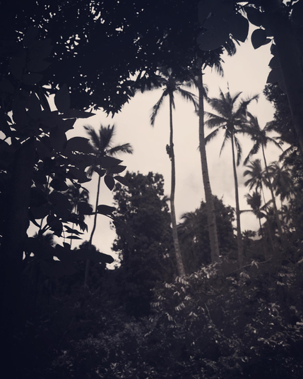 Un homme grimpe sur un immense cocotier