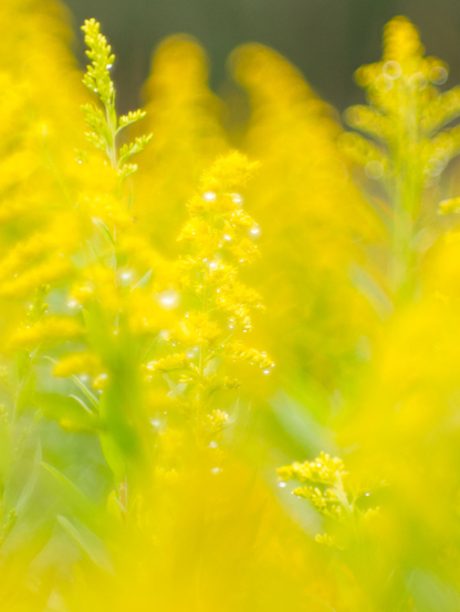 セイタカアワダチソウ