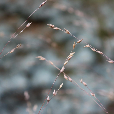 Macro photograph of golden spike stems of grasses crossing at right angles and shining slightly in the sun, with a soft background of other golden stems and white and blue light.

Photographie macro de tiges d'épis dorés de graminées se croisant à angle droit et brillant légèrement au soleil, avec un arrière-plan doux d'autres tigées dorées et de lumière blanche et bleu.