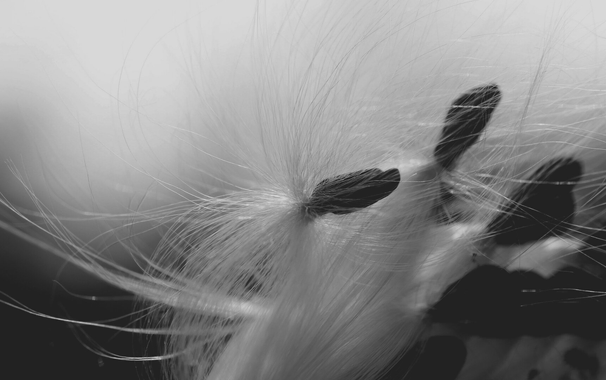 Black and white macro photograph of a bunch of dark, almost triangular milkweed seeds, still caught together as they emerged from their pods, with their white silky and shiny "hairs" standing out against a white background. The one in the centre is in focus and appears to be bent backward like a dancer, with arms going up.

Photographie macro en noir et blanc d'un paquet de graines d'asclepiades foncées et de forme presque triangulaire, encore prises ensemble en sortant de leur gousse, avec leurs "cheveux" blancs soyeux et brillants se détachant sur un fond blanc. Celle du milieu est au focus et ressemble à un danseur effectuant un mouvement vers l'arrière, avec les bras relevés vers l'arrière.