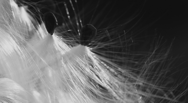 Black and white macro photograph of three or four dark, almost triangular milkweed seeds, still caught together as they emerged from their pods, with their white silky and shiny "hairs" standing out against a dark background.

Photographie macro en noir et blanc de trois ou quatre graines d'asclepiades foncées et de forme presque triangulaire, encore prises ensemble en sortant de leur gousse, avec leurs "cheveux" blancs soyeux et brillants se détachant sur un fond noir.