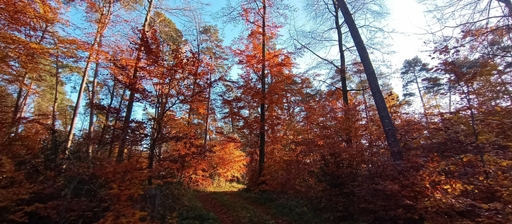 Waldweg mittig drumherum Laubbäume in allen Herbstfarben leuchtend, strahlend blauer Himmel darüber 
