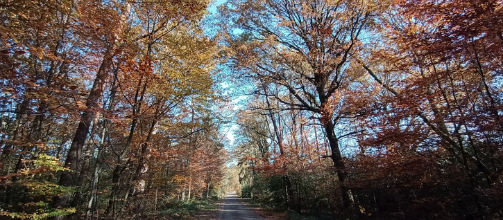 Mittig der Waldweg mit Wiesenstreifen, Allee Charakter die herbstlichen Bäume, durch diese ist überall der leuchtend blaue Himmel zu sehen 