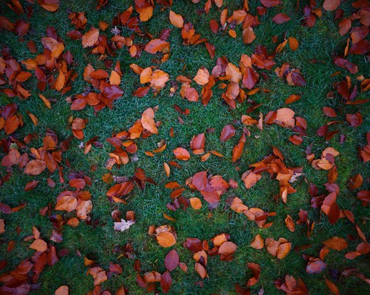 A bunch of leaves on wet gras.