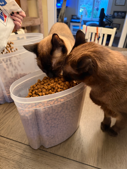 Happy Caturday! It's been a busy term right before the holidays set in, so here are the cats munching on food while we fill their containers. #caturday #cats #cat #food #photo #photography #helpful #helper #littlehelper 
