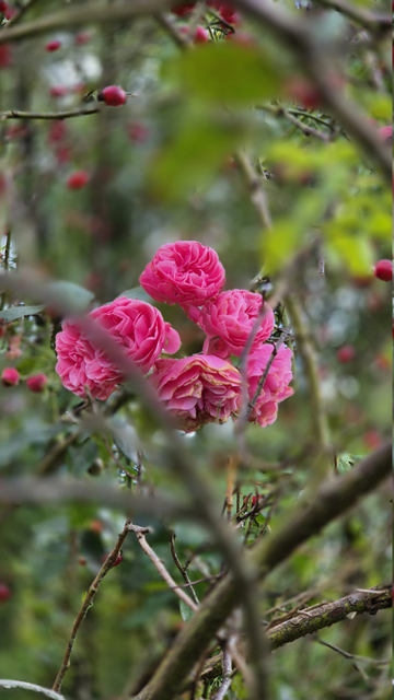 Im Zentrum des Bildes sind etwa sechs rosa Blüten einer Rose zu sehen, die inmitten eines Rosenstrauchs wachsen. Sie sind von den kahlen Stängeln des Rosenstrauches umgeben, an denen sich teilweise rote Hagebutten befinden. Sowohl der Vordergrund als auch der Hintergrund sind eher unscharf. 

In the centre of the picture, there are about six pink rose blossoms growing in the middle of a rose bush. They are surrounded by the bare stems of the rose bush, some of which have red rose hips. Both the foreground and background are rather blurred. 