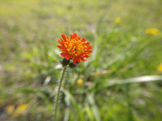 A photo of an orange flower in the wild