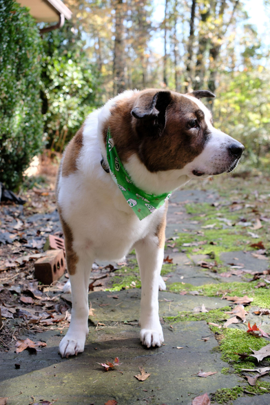 A white and brown dog standing in his yard looking toward the right side of the screen, wearing a green bandana he got from his groomer