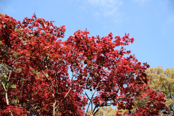 Bright red maple leaves against the blue sky
