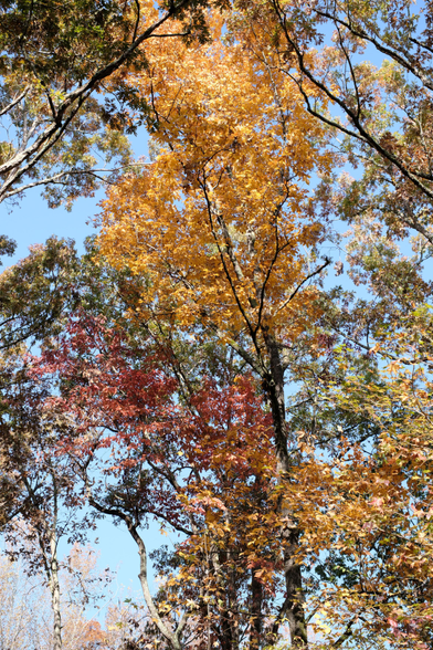 Yellow and red leaves on tall trees against the blue sky 
