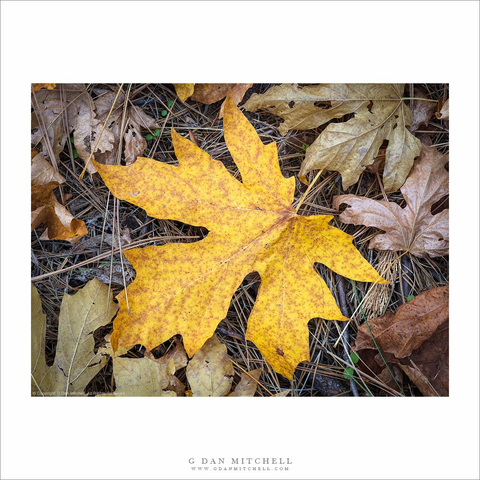 Autumn leaves, Yosemite Valley
