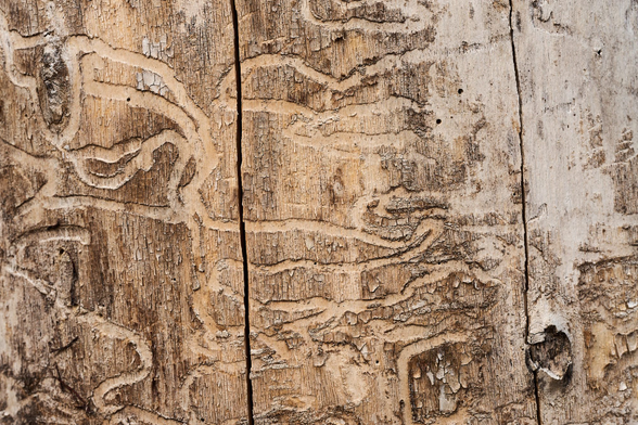 The tracks of the emerald ash borer