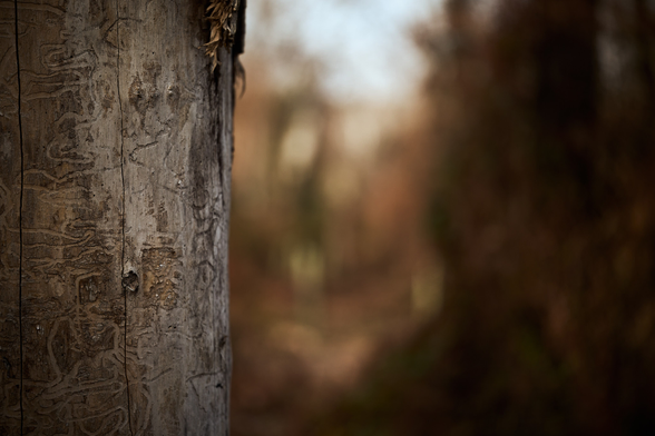 The tracks of the emerald ash borer