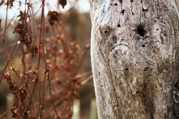 The tracks of the emerald ash borer