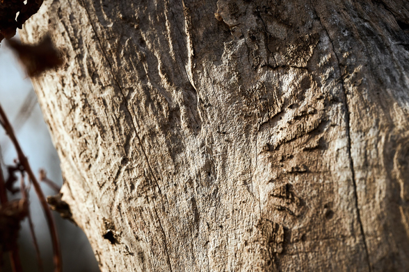 The tracks of the emerald ash borer