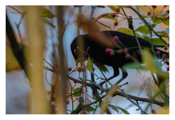 Foto im Querformat. Eine Amsel, ein schwarzer Vogel mit orangefarbenem Schnabel, sitzt in einem Gebüsch und schnabuliert gerade eine rote Beere von einem Ast weg. Die Amsel ist nicht komplett zu sehn, im Vordergrund sind unscharf viele Äste und Blätter.
