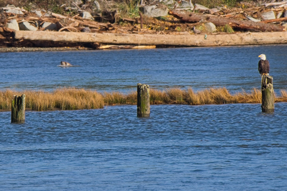 A mature bald eagle with the distinctive white head perched atop on of three posts. The water appears split by a narrow band of grass between the river mouth and the bay water proper. Rocks and a large length of driftwood feature in the background. Most of the seal is hidden but you can see its somewhat out of focus face on the left of the scene 