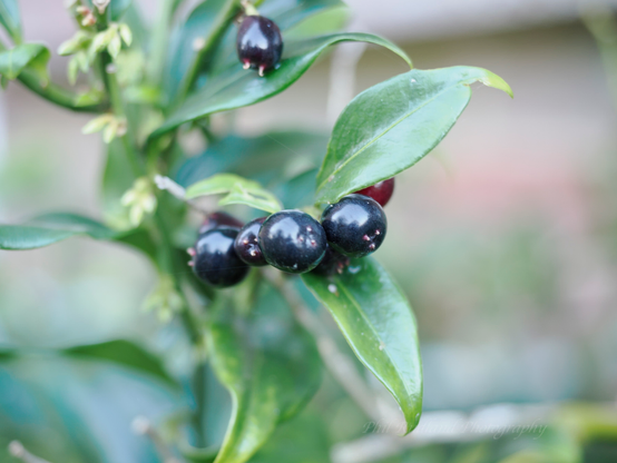 The black berries of Winter Flowering Box reflecting the trees and sky and maybe a bit of me on their shiny surface. They are on a green stem with small green leaves. Further back  there are more berries and some flower buds, leaves and stems in soft focus.
