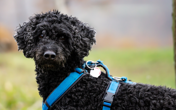 Black dog with Blue Dollar. Close up.