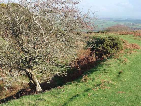 Landscape picture, a level path of grass sweeps around in a curve on the right of the picture. At the left hand edge of the path the ground slopes down steeply into a ditch matching the curve of the path. In the foreground there is a hawthorn tree, now bare of leaves but with a few red berries left in it, growing at an angle out of the steep slope into the side of the ditch. There are the brown tones of dying bracken and gorse bushes dotted about, and rolling hills are visible in the far distance beneath a grey blue haze of sky..