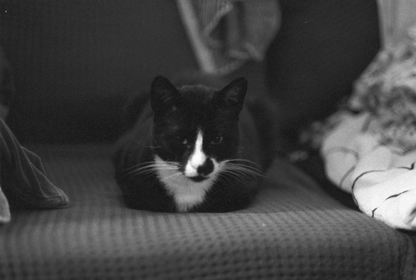 Freddie, a Tuxedo Cat is in loaf mode on a couch facing the camera. 

Ilford Delta 3200
Nikon AF Nikkor 85mm f1.8 D
Nikon F-601

